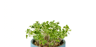 Grown – ræktaðu microgreens grænspírur heima á MJÖG einfaldan hátt