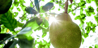 Hvað er þetta Jackfruit?